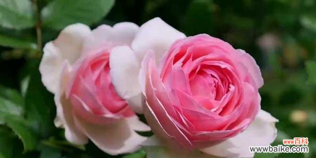 玫瑰花花语是什么意思？12朵玫瑰代表什么含义？