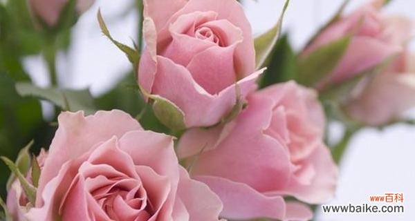 玫瑰花花语是什么意思？12朵玫瑰代表什么含义？