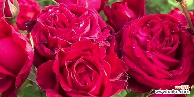 玫瑰花花语是什么意思？12朵玫瑰代表什么含义？