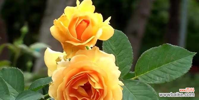 玫瑰花所有颜色的花语是什么？每种颜色代表了什么含义？