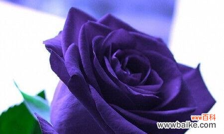 玫瑰花所有颜色的花语是什么？每种颜色代表了什么含义？