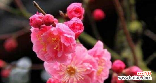 梅花代表什么花语?梅花的花语有哪些含义?