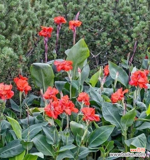 美人蕉花象征着什么？美人蕉花的寓意有哪些？