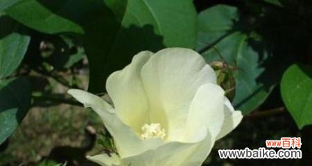 棉花的花语是什么？了解棉花的象征意义和用途？