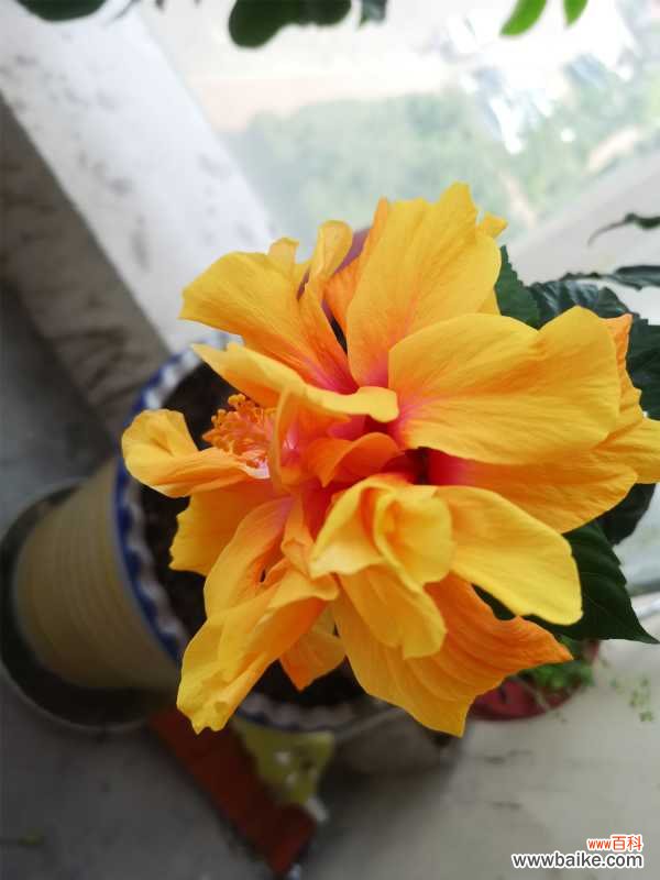 扶桑落蕾怎么办