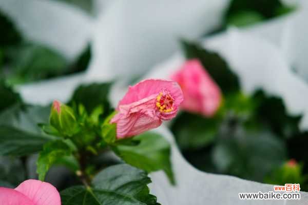 扶桑落蕾怎么办