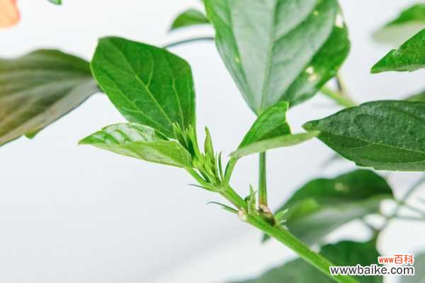 扶桑落蕾怎么办