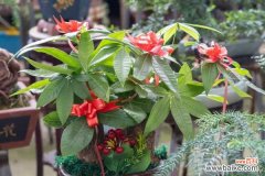 发财树徒长怎么办