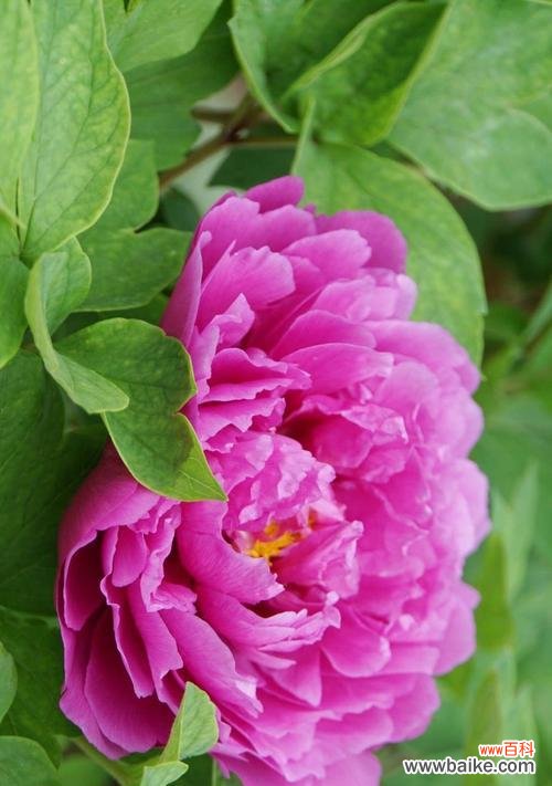 牡丹代表什么人？牡丹花的象征意义有哪些？