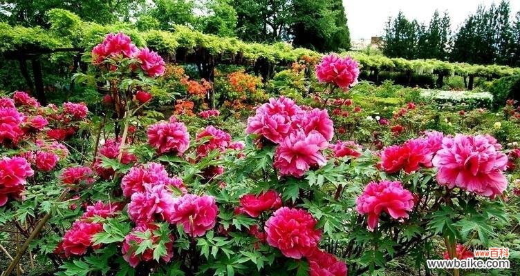 牡丹代表什么人？牡丹花的象征意义有哪些？