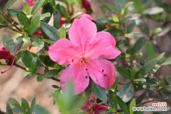 杜鹃花枯萎了怎么办