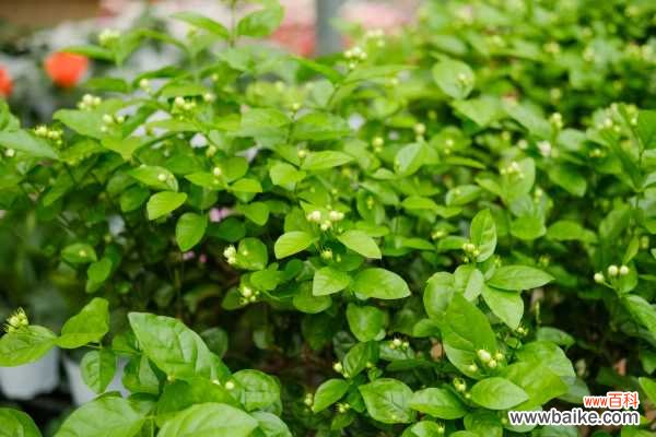 茉莉花落蕾是怎么回事