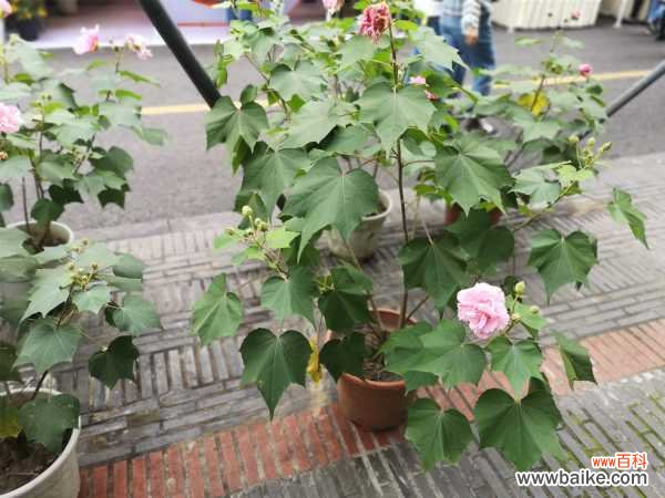 木芙蓉花有蕾不开花怎么回事