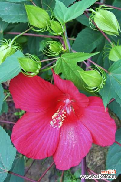 木芙蓉花有蕾不开花怎么回事