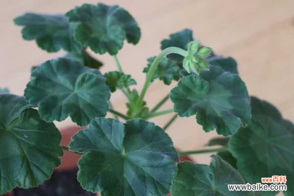 天竺葵徒长了怎么办