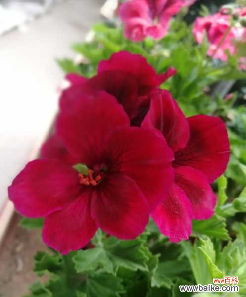 天竺葵徒长了怎么办