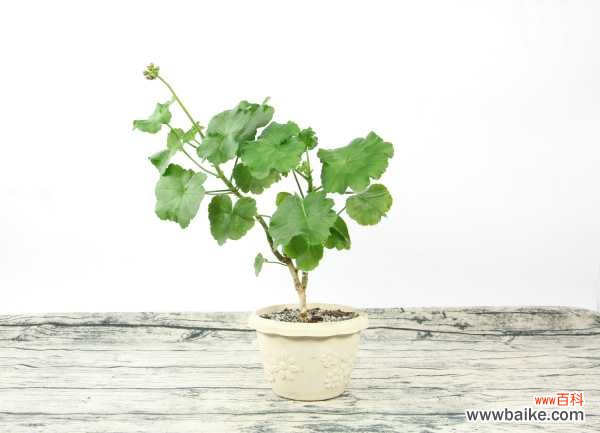 天竺葵徒长了怎么办