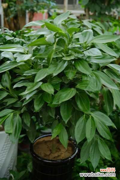 平安树掉叶子怎么办