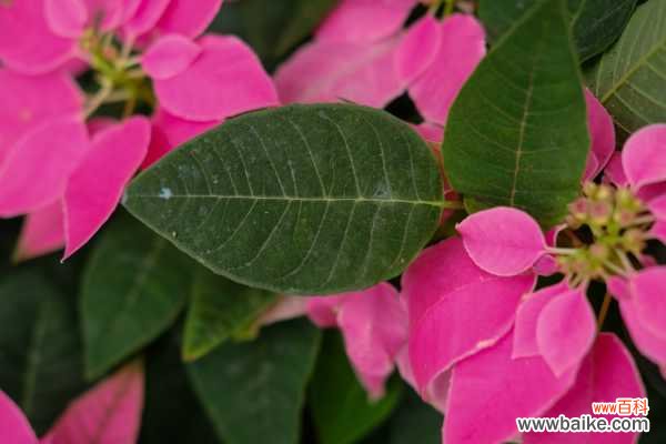 一品红叶子不红是什么原因