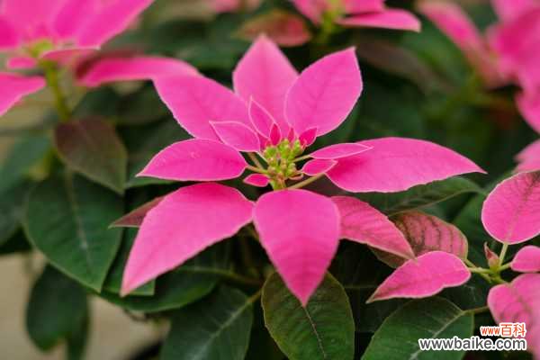 一品红叶子不红是什么原因