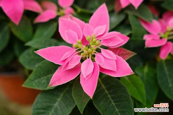 一品红叶子不红是什么原因