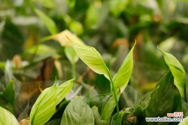 白掌叶子发黑怎么剪