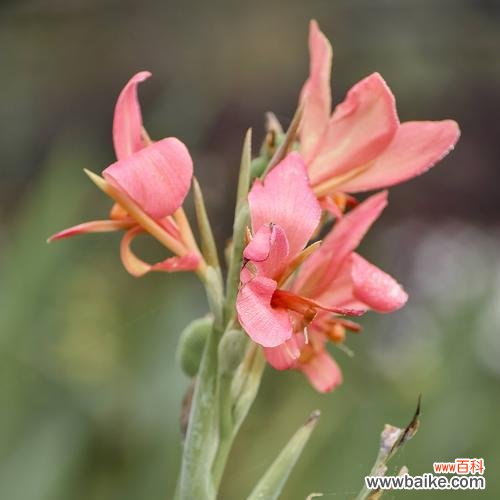 美人蕉：传说中的美女之花