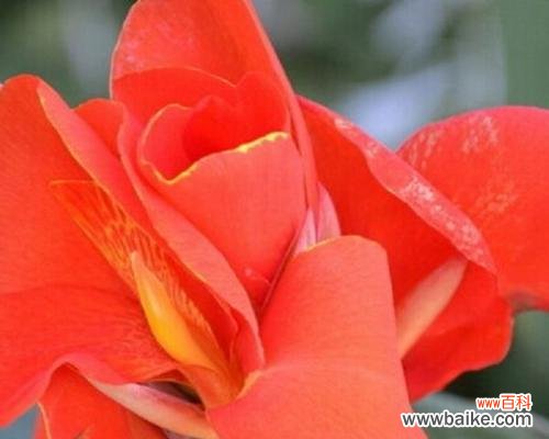 美人蕉：传说中的美女之花