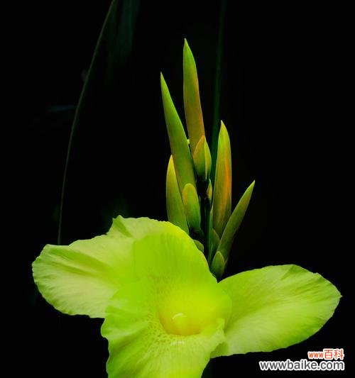 美人蕉：传说中的美女之花