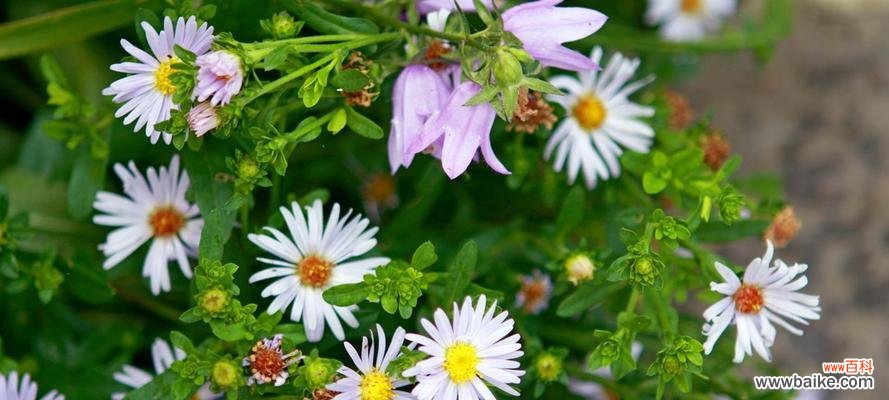 探寻绿色雏菊的神秘花语和含义 绿色雏菊花语与寓意