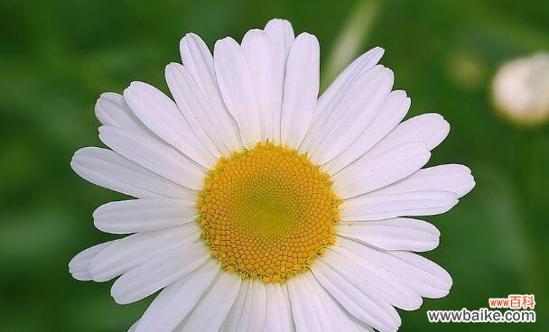 解读花语,探寻生命的意义 小雏菊花语的象征与意义