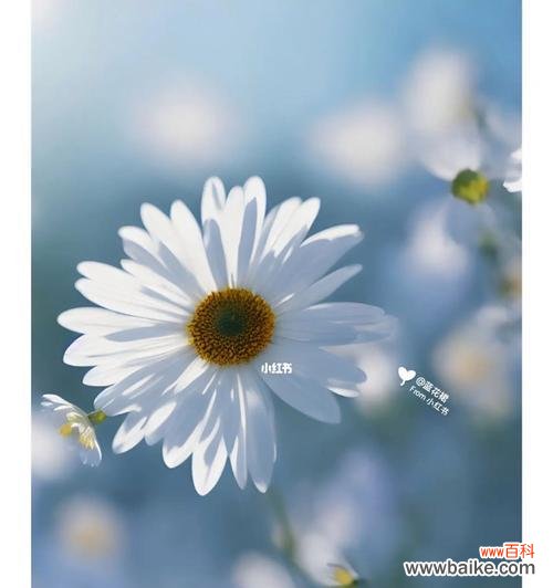 解读花语,探寻生命的意义 小雏菊花语的象征与意义