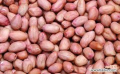 花生的营养价值：富含维生素，蛋白质以及不饱和脂肪酸