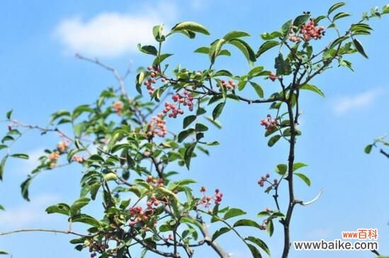 花椒树怎么种:春播花椒种子,先催下再播种