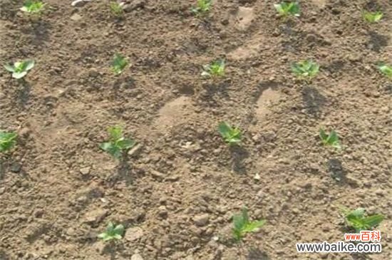 花椒树怎么种:春播花椒种子,先催下再播种