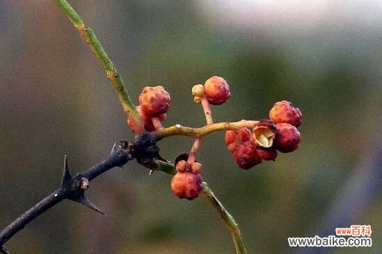 花椒树怎么种:春播花椒种子,先催下再播种