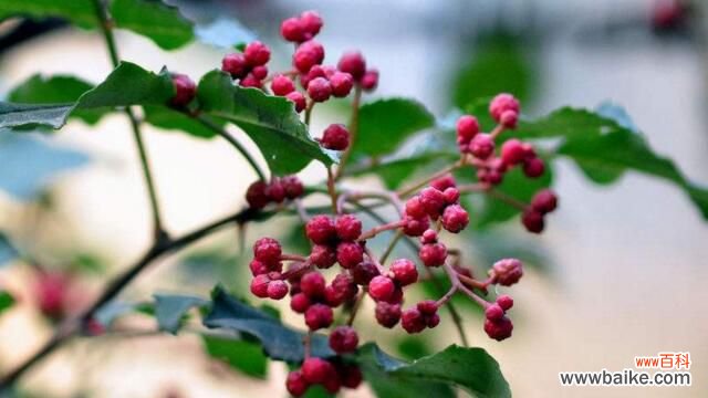 花椒树怎么种:春播花椒种子,先催下再播种