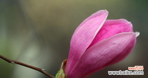 探寻辛夷花的花语之美 辛夷花