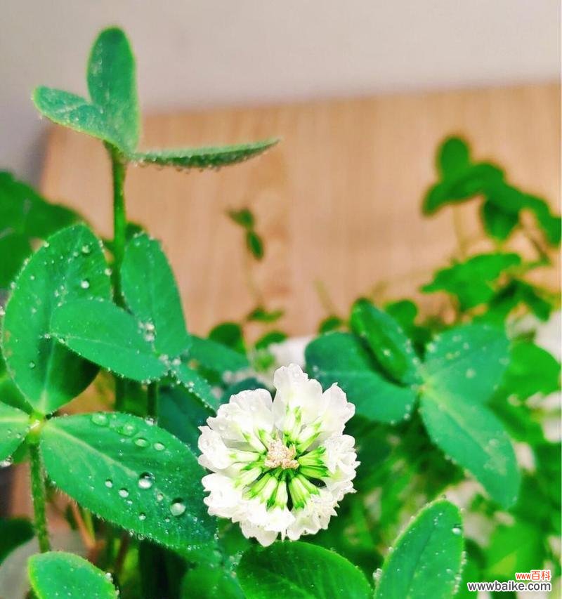 探索幸运草的神秘力量 幸运草的花语与寓意