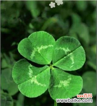 探索幸运草的神秘力量 幸运草的花语与寓意