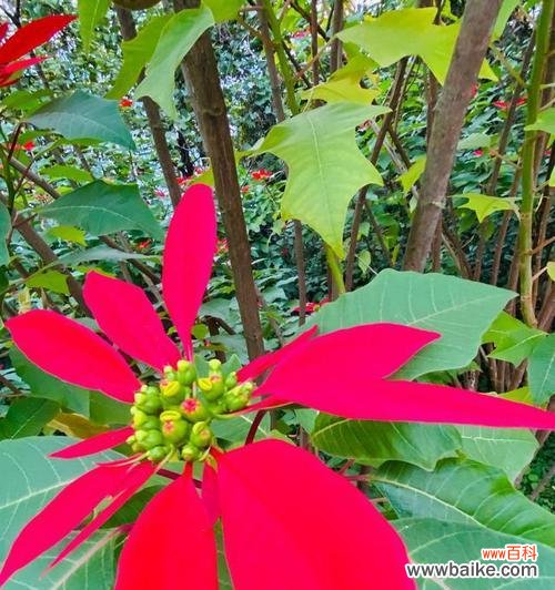 一品红花语揭示的五种祝福和美丽传说 一品红花语与传说