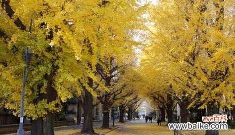 银杏花语的深意与文化遗产 银杏的花语与美丽传承