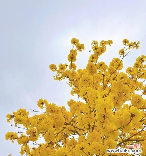 银杏花语的深意与文化遗产 银杏的花语与美丽传承