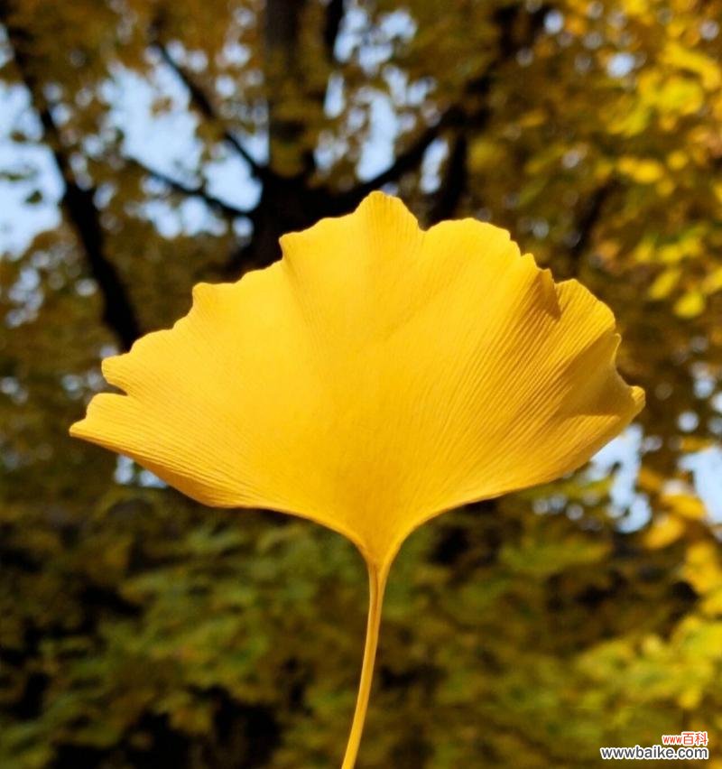 银杏花语的深意与文化遗产 银杏的花语与美丽传承