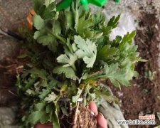 了解移植苗及其应用于植物种植的重要性 移植苗及其意义