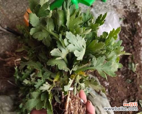 了解移植苗及其应用于植物种植的重要性 移植苗及其意义