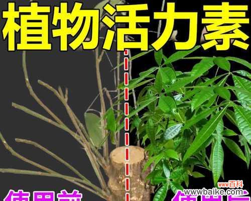 了解移植苗及其应用于植物种植的重要性 移植苗及其意义