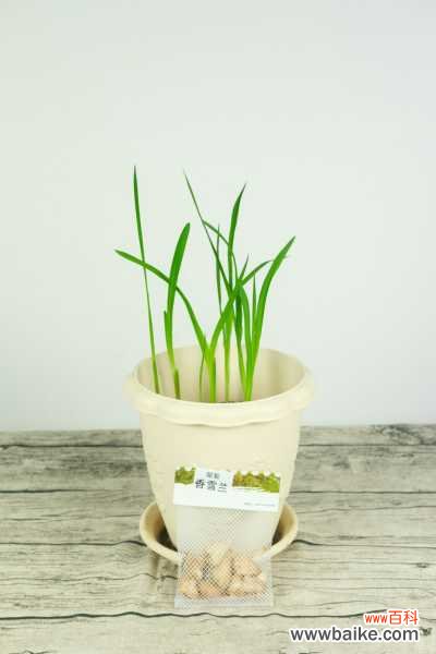 香雪兰叶子发黄怎么办