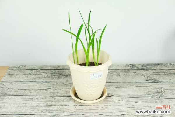 香雪兰叶子发黄怎么办