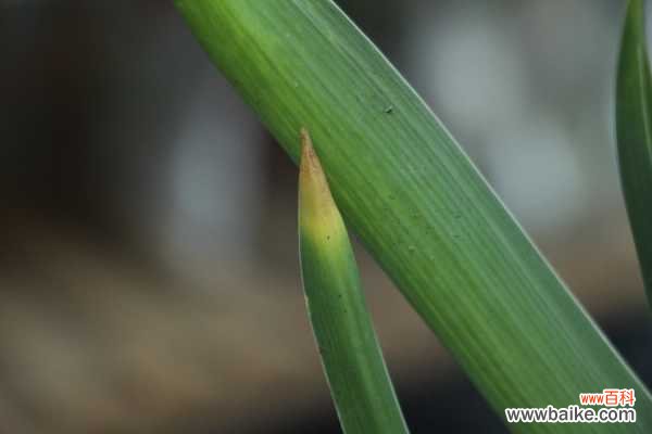 风信子叶子发黄及处理技巧